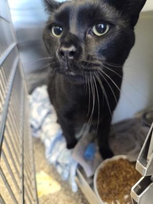 Leo, a Adoptable mixed breed in Detroit, MI image 3/3