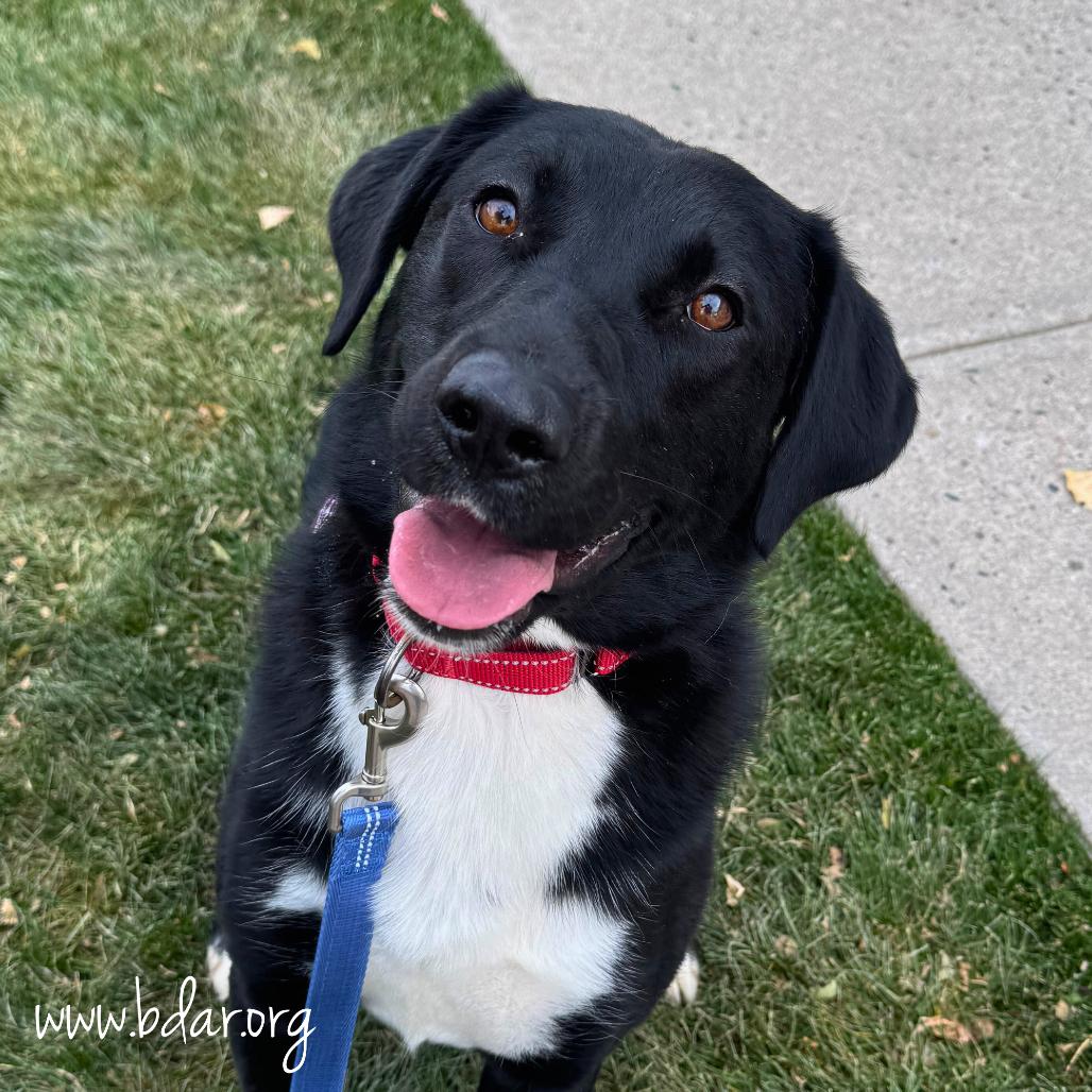 Enlarge Larkin, a Adoptable mixed breed in Cheyenne, WY image 1/2