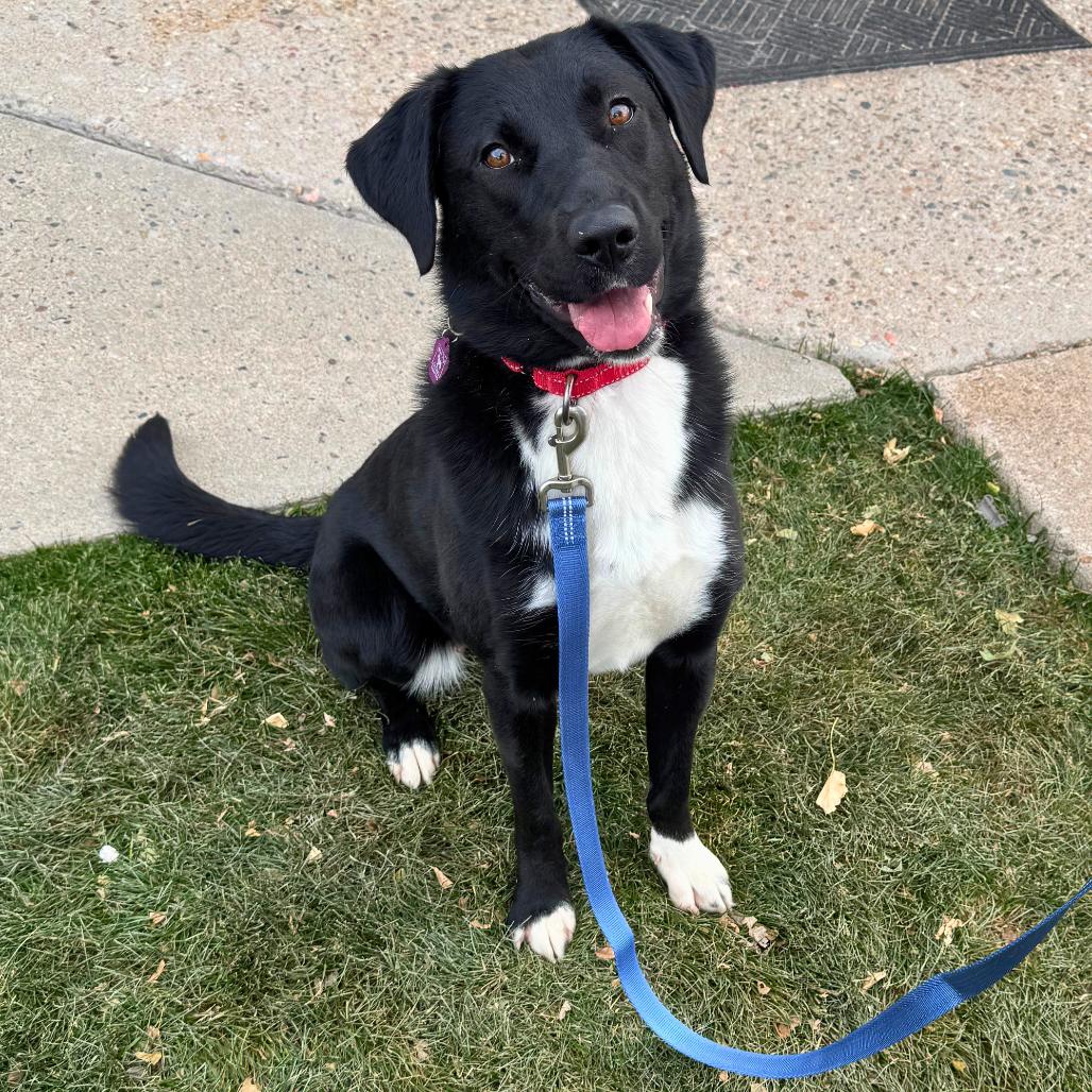 Enlarge Larkin, a Adoptable mixed breed in Cheyenne, WY image 2/2