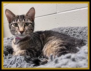 Enlarge RUBY ROSE, a Adoptable Domestic Short Hair in Peoria, IL image 1/1