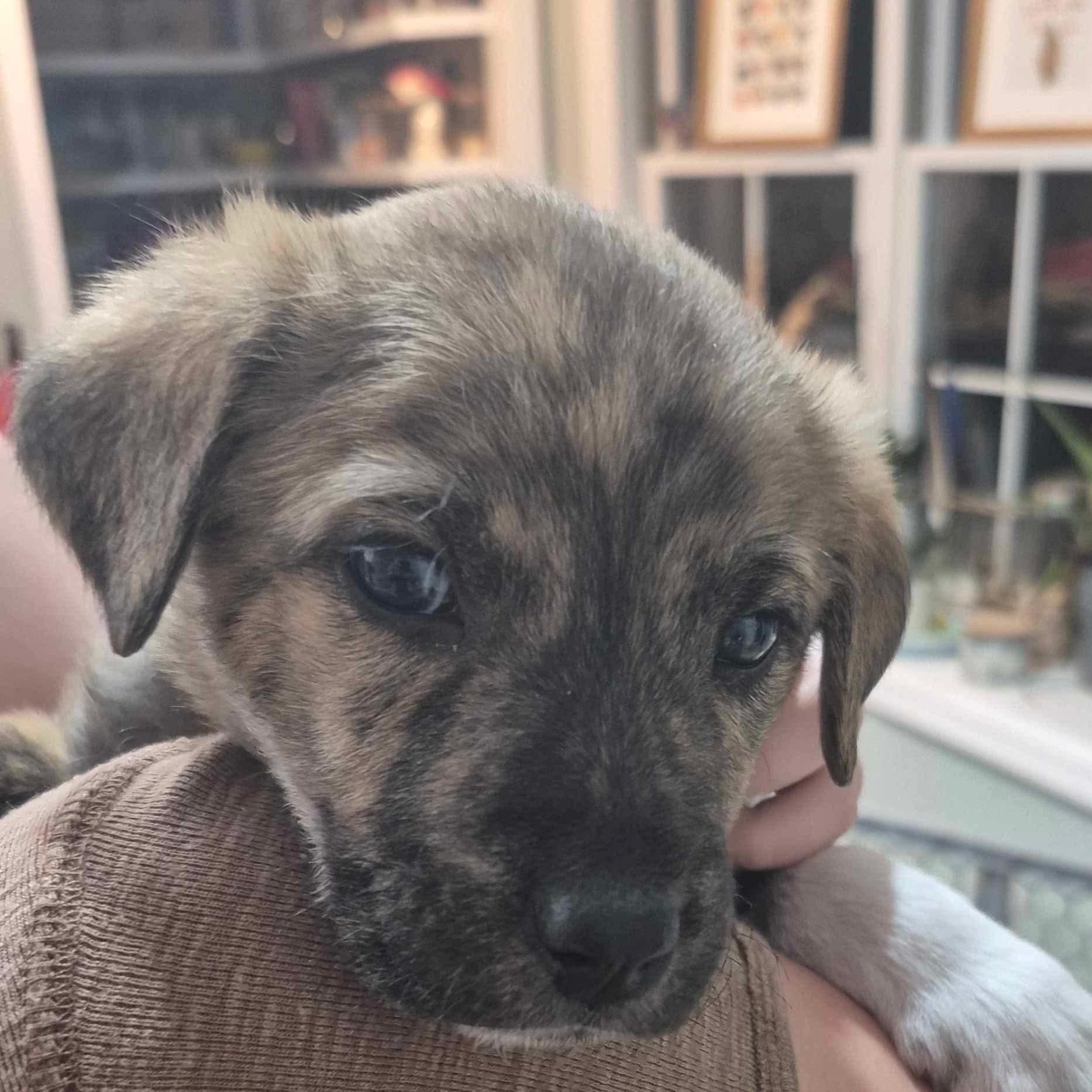 Enlarge Boots, a ADOPTABLE mixed breed in Wando, SC image 4/6