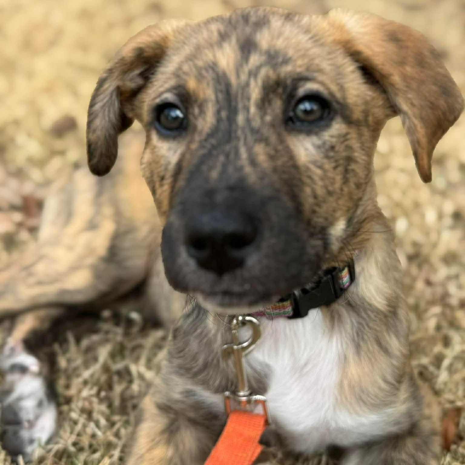 Boots, ADOPTABLE, Puppy Male Boxer.