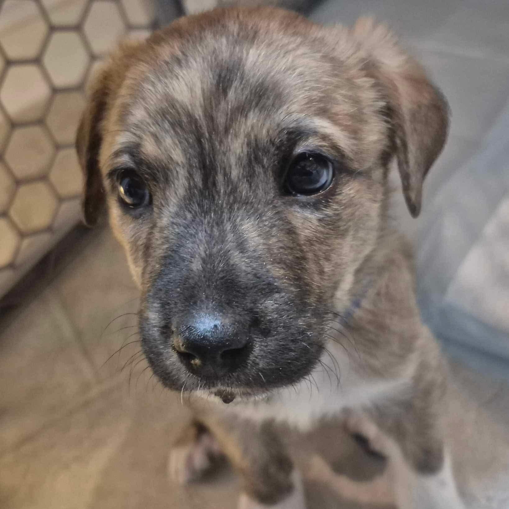 Enlarge Boots, a ADOPTABLE mixed breed in Wando, SC image 1/6
