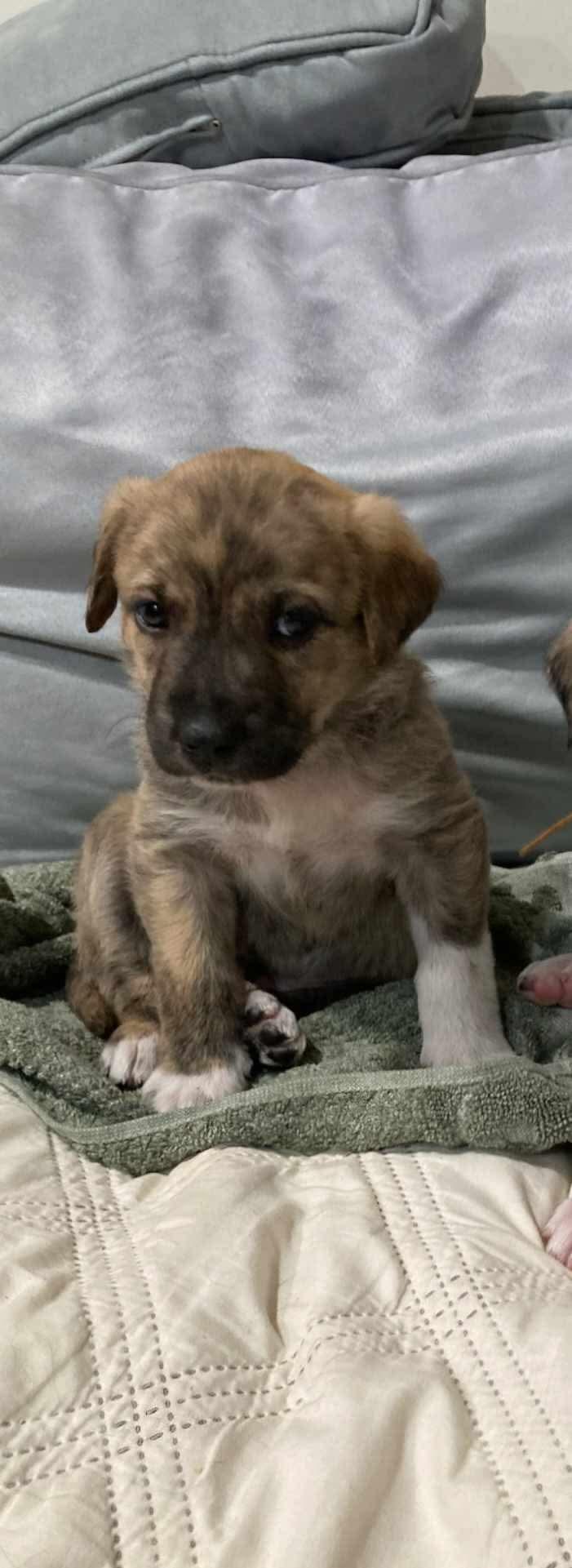 Enlarge Boots, a ADOPTABLE mixed breed in Wando, SC image 6/6