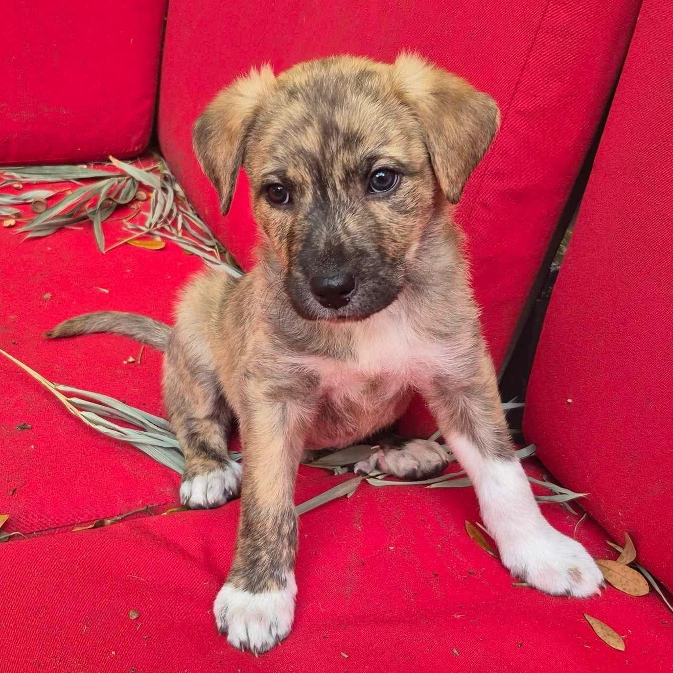 Enlarge Boots, a ADOPTABLE mixed breed in Wando, SC image 5/6