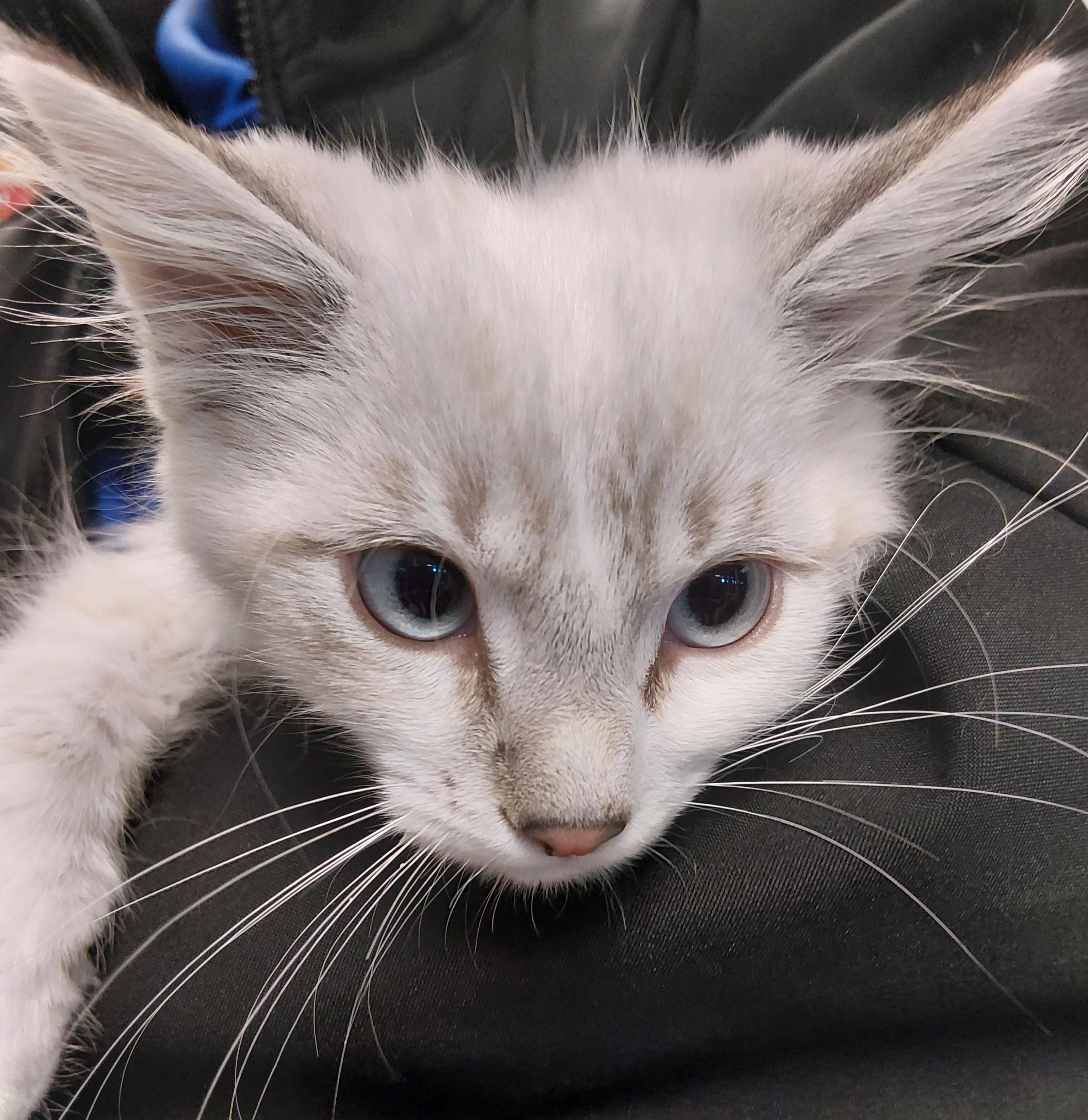 Enlarge Dusty, an adopted Domestic Long Hair in Liberty, MO image 3/4