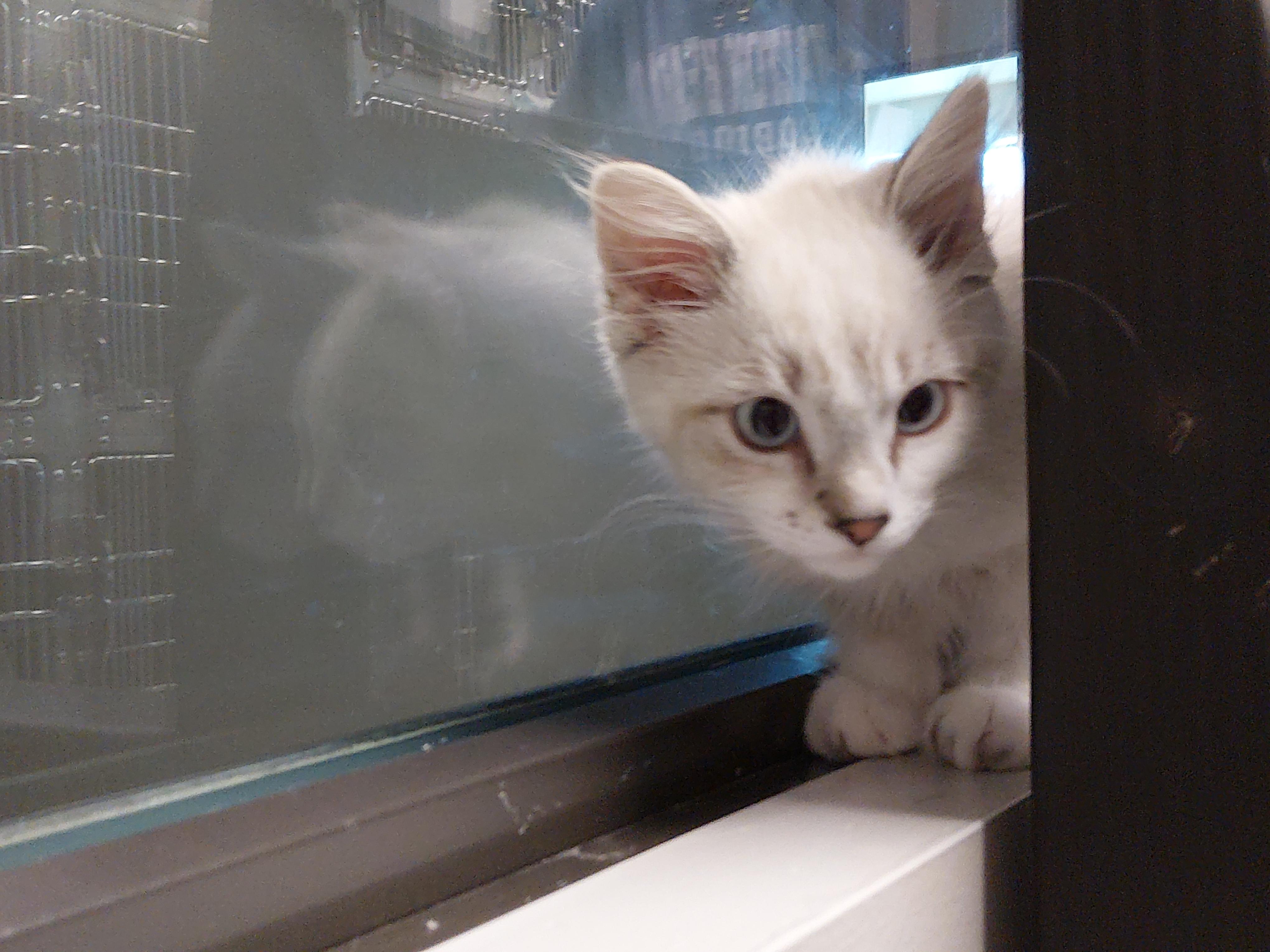 Enlarge Dusty, an adopted Domestic Long Hair in Liberty, MO image 2/4