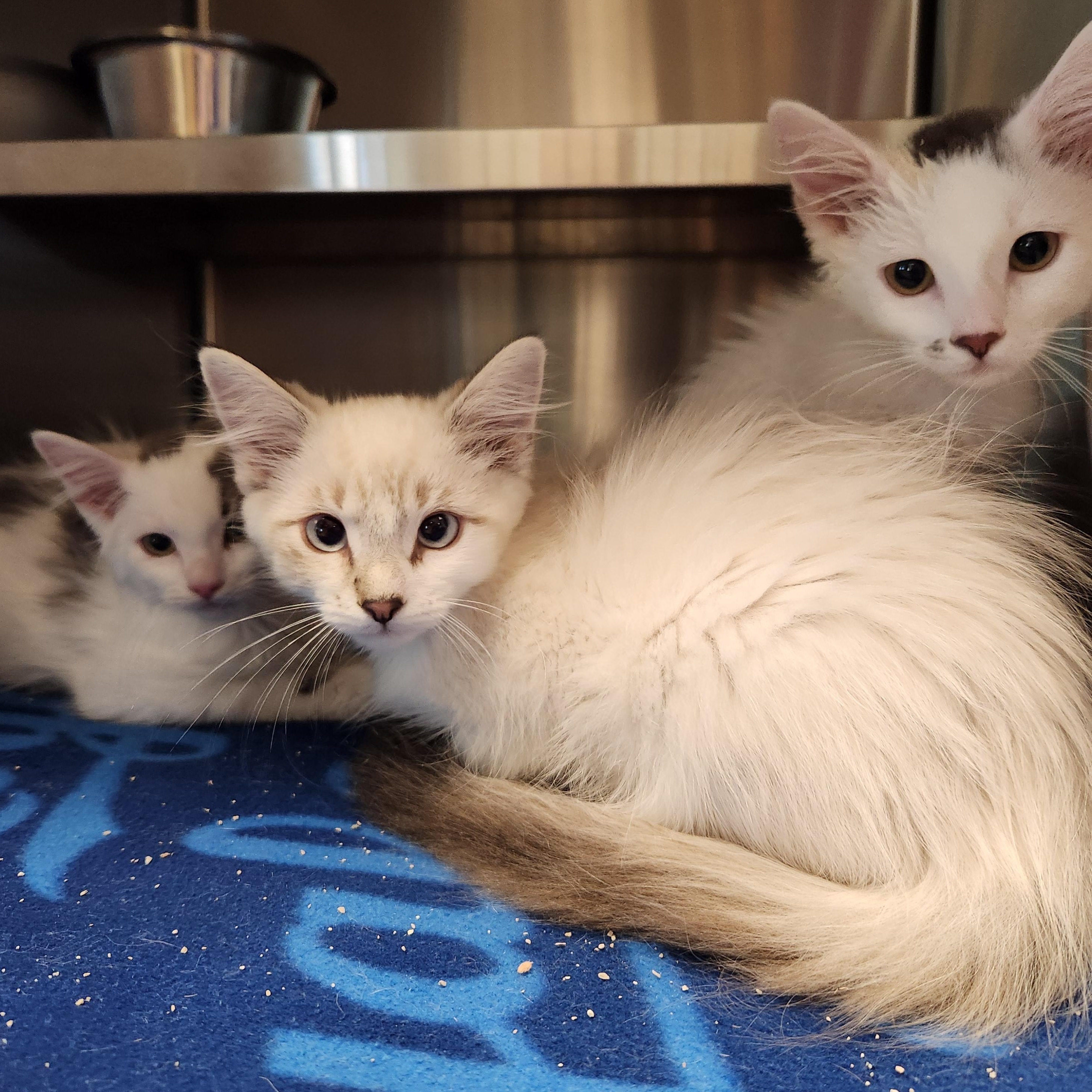 Enlarge Dusty, an adopted Domestic Long Hair in Liberty, MO image 4/4