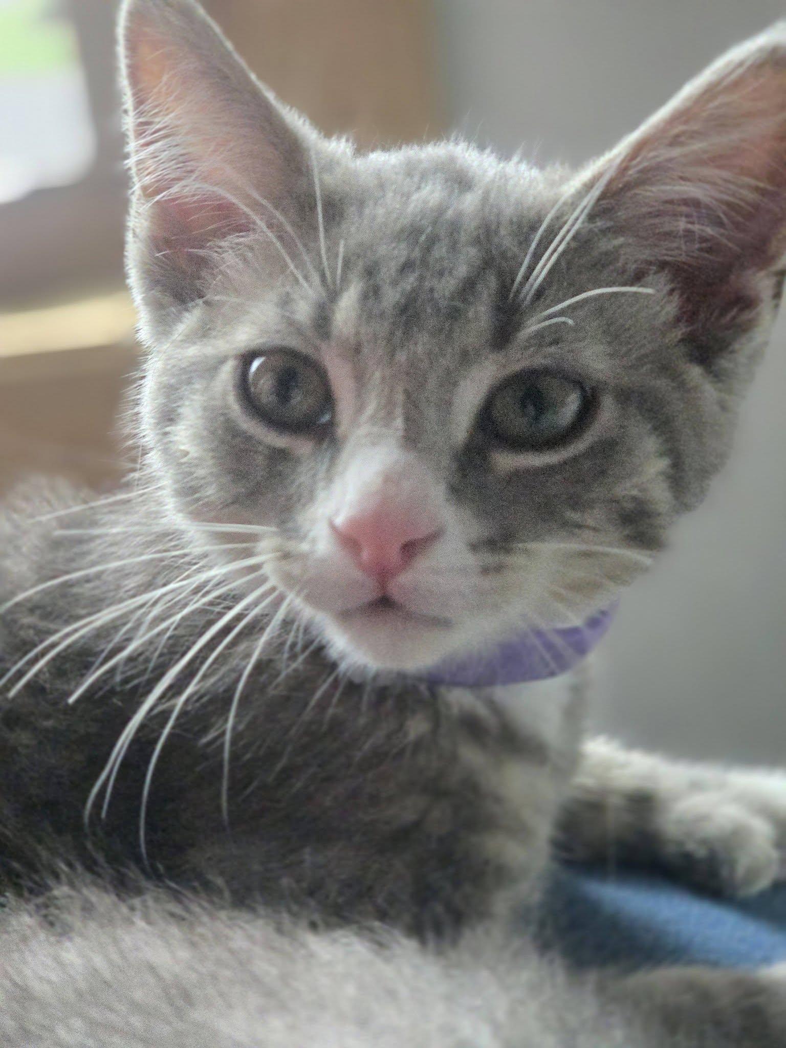 Sumac, adopted, Young Male Domestic Short Hair.