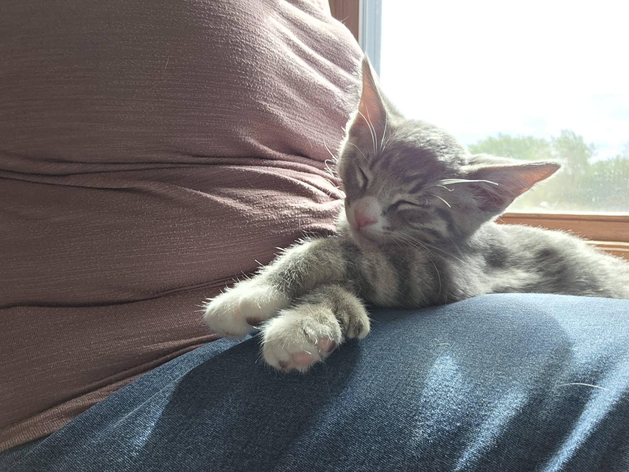 Sumac, an adopted Domestic Short Hair in Rochester, NY image 2/3