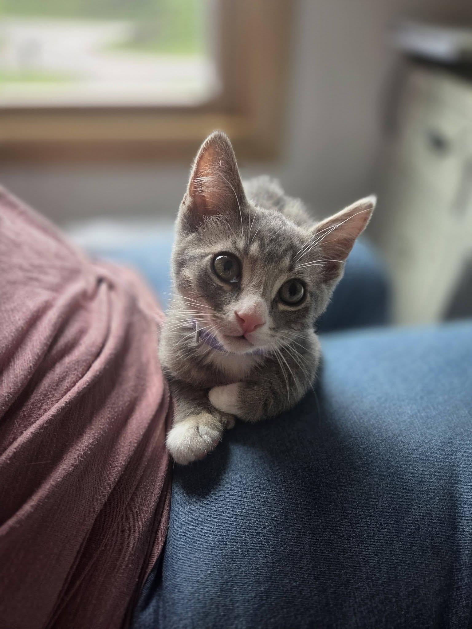 Sumac, an adopted Domestic Short Hair in Rochester, NY image 3/3