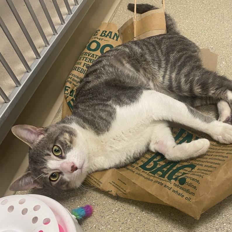 Enlarge Mr. Smith, a Adoptable Domestic Short Hair in New York, NY image 1/6