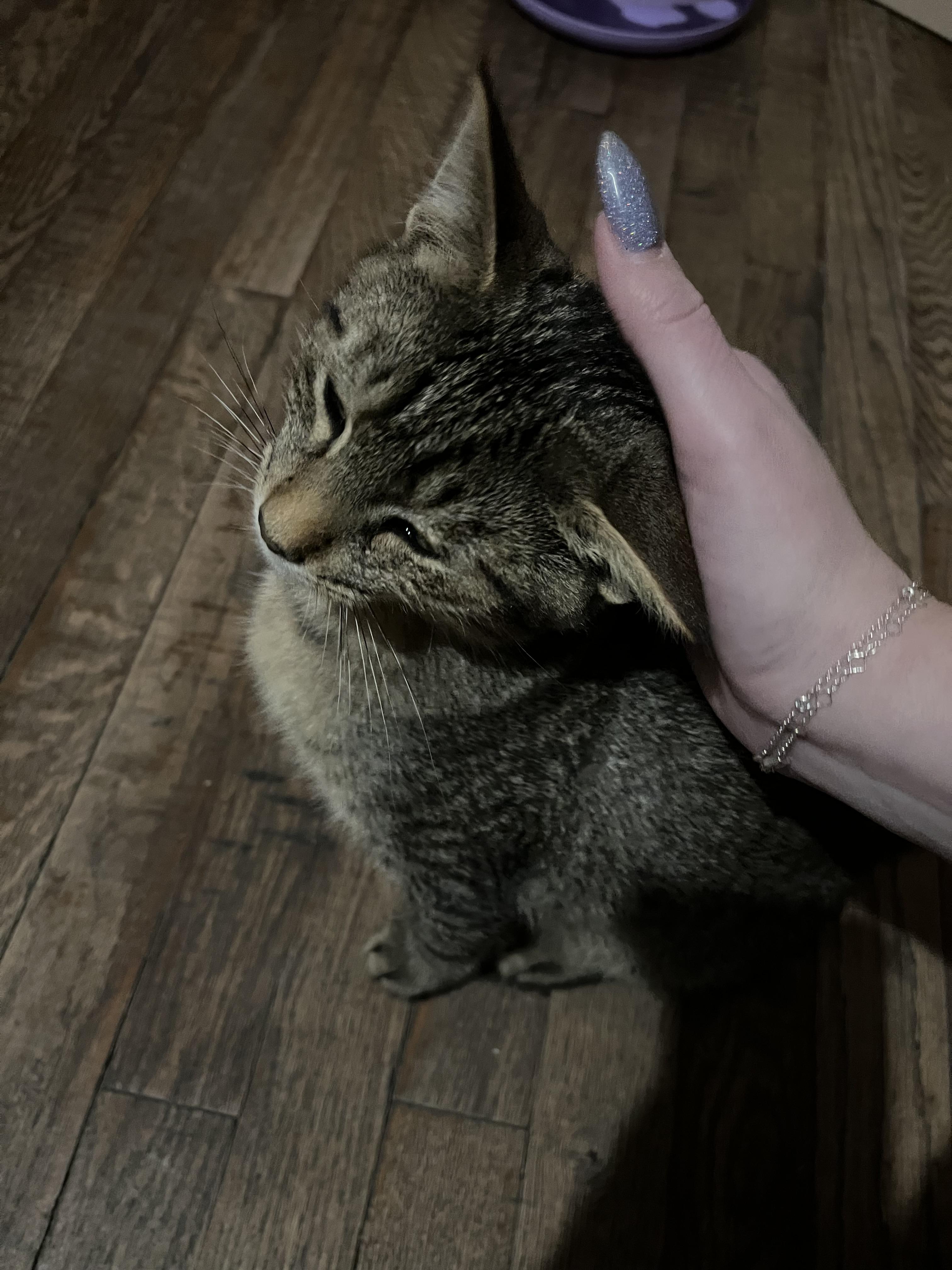 Enlarge Coral, a ADOPTABLE Domestic Short Hair in Belchertown, MA image 2/2