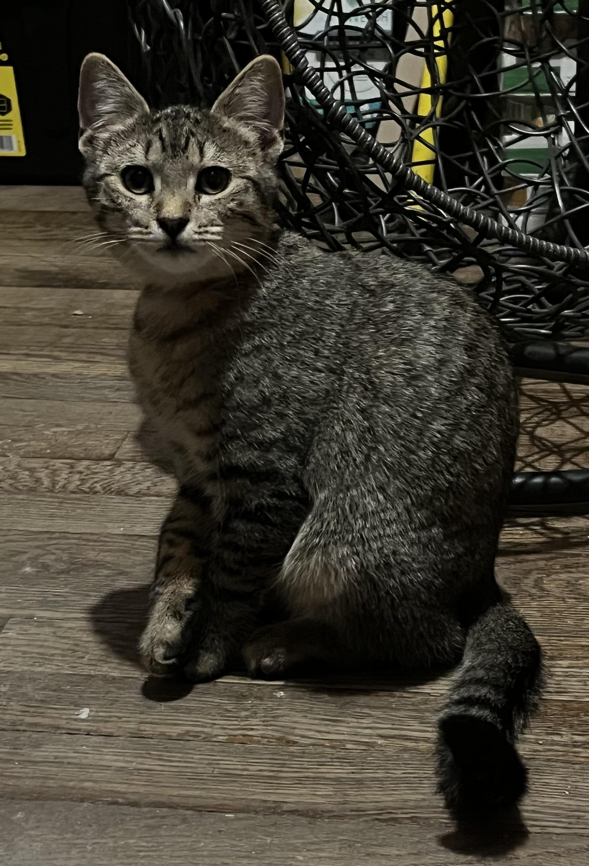 Enlarge Coral, a ADOPTABLE Domestic Short Hair in Belchertown, MA image 1/2