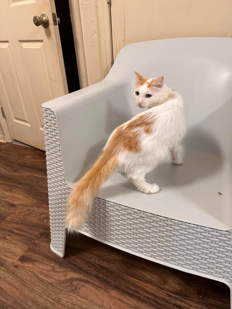 Meme*, Adopted, Adult Male Domestic Short Hair.