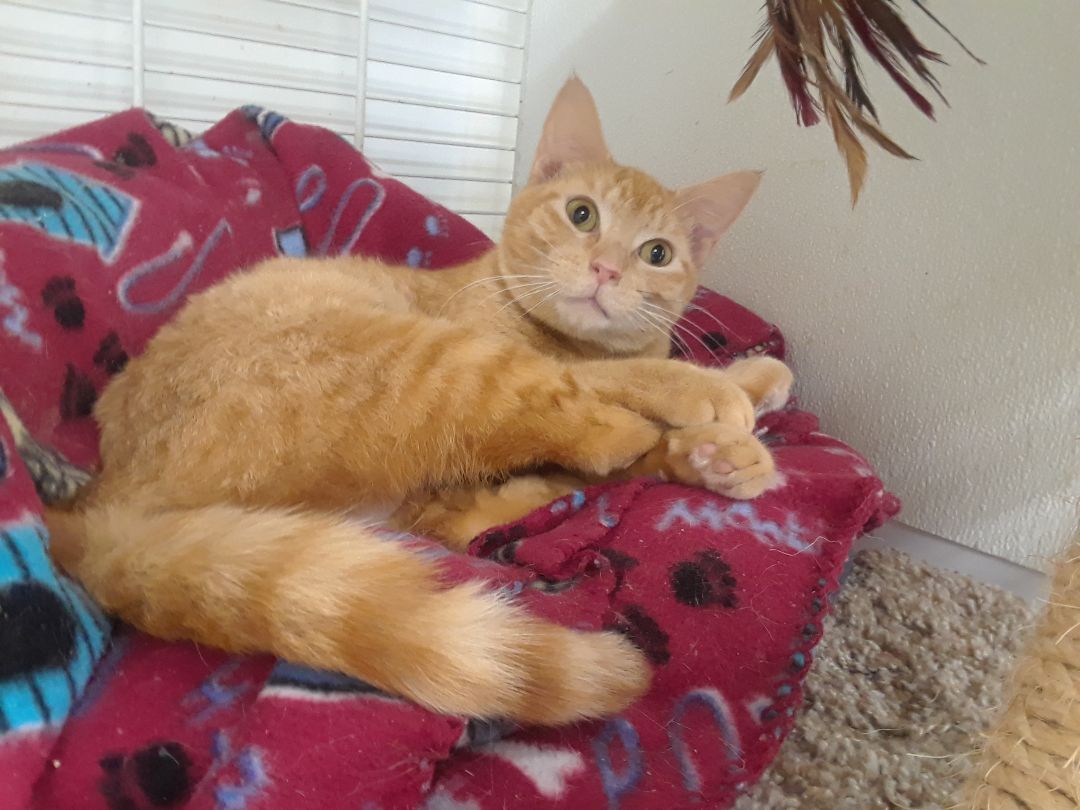 Simba, Adoptable, Adult Female Domestic Short Hair & Tabby.