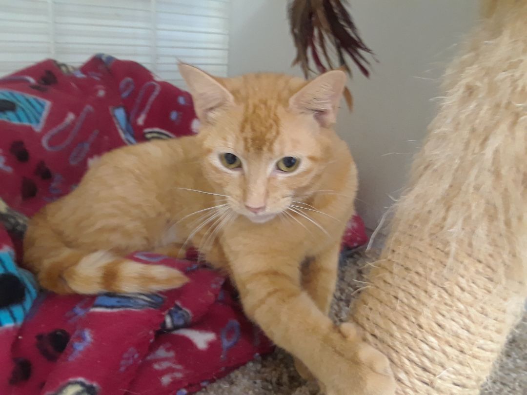 Simba, a Adoptable mixed breed in Margate, FL image 2/6