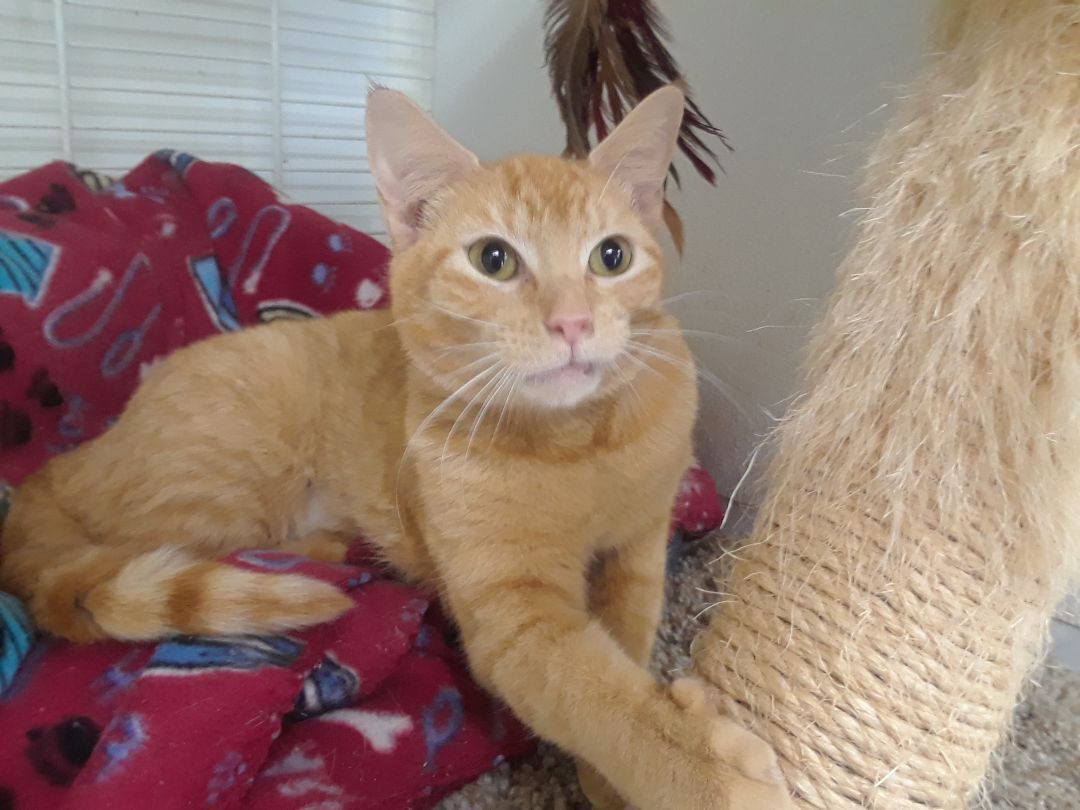 Simba, a Adoptable mixed breed in Margate, FL image 3/6