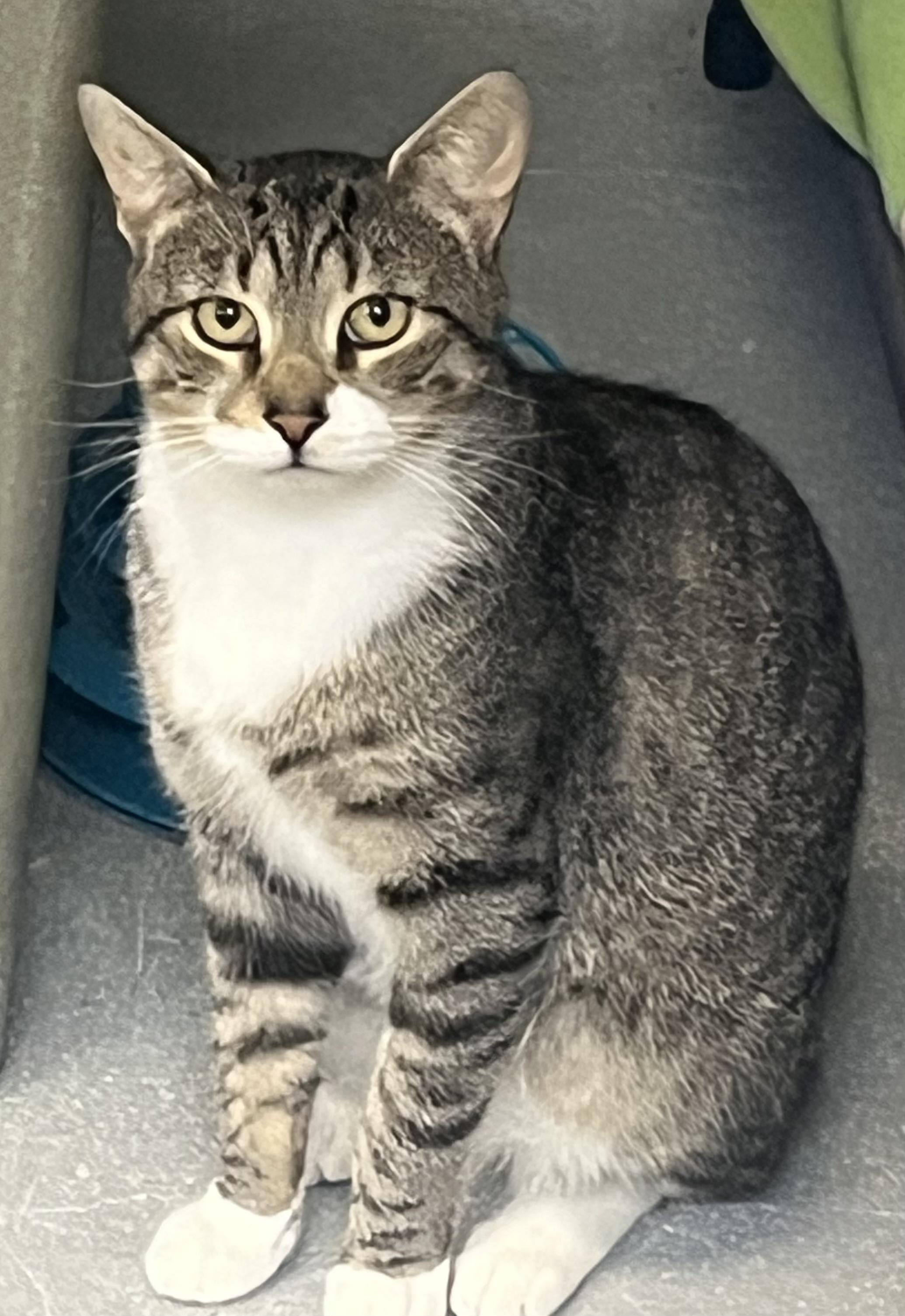 Ty, ADOPTABLE, Adult Male Domestic Short Hair & Tabby.