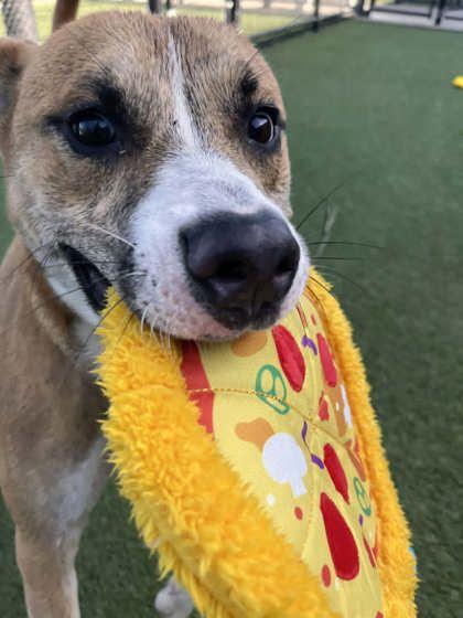 Morris, a Adoptable mixed breed in Kansas City, MO image 2/3