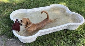 Morris, Adoptable, Adult Male Mixed Breed & Mixed Breed.