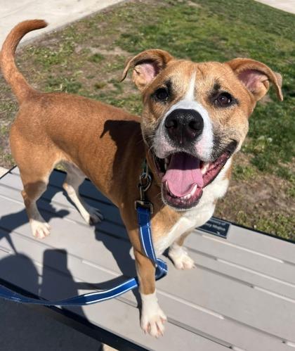 Morris, a Adoptable mixed breed in Kansas City, MO image 2/3