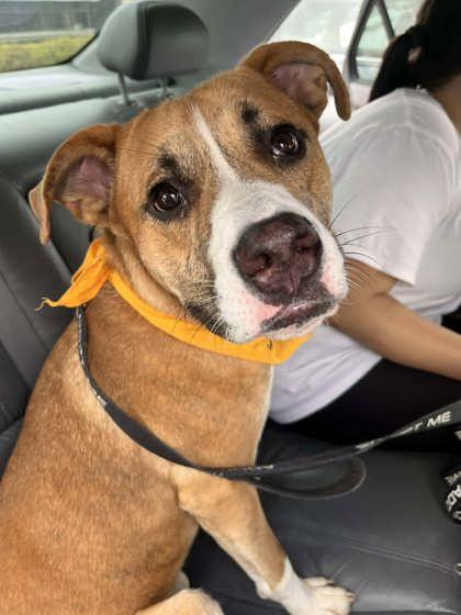 Morris, a Adoptable mixed breed in Kansas City, MO image 3/3