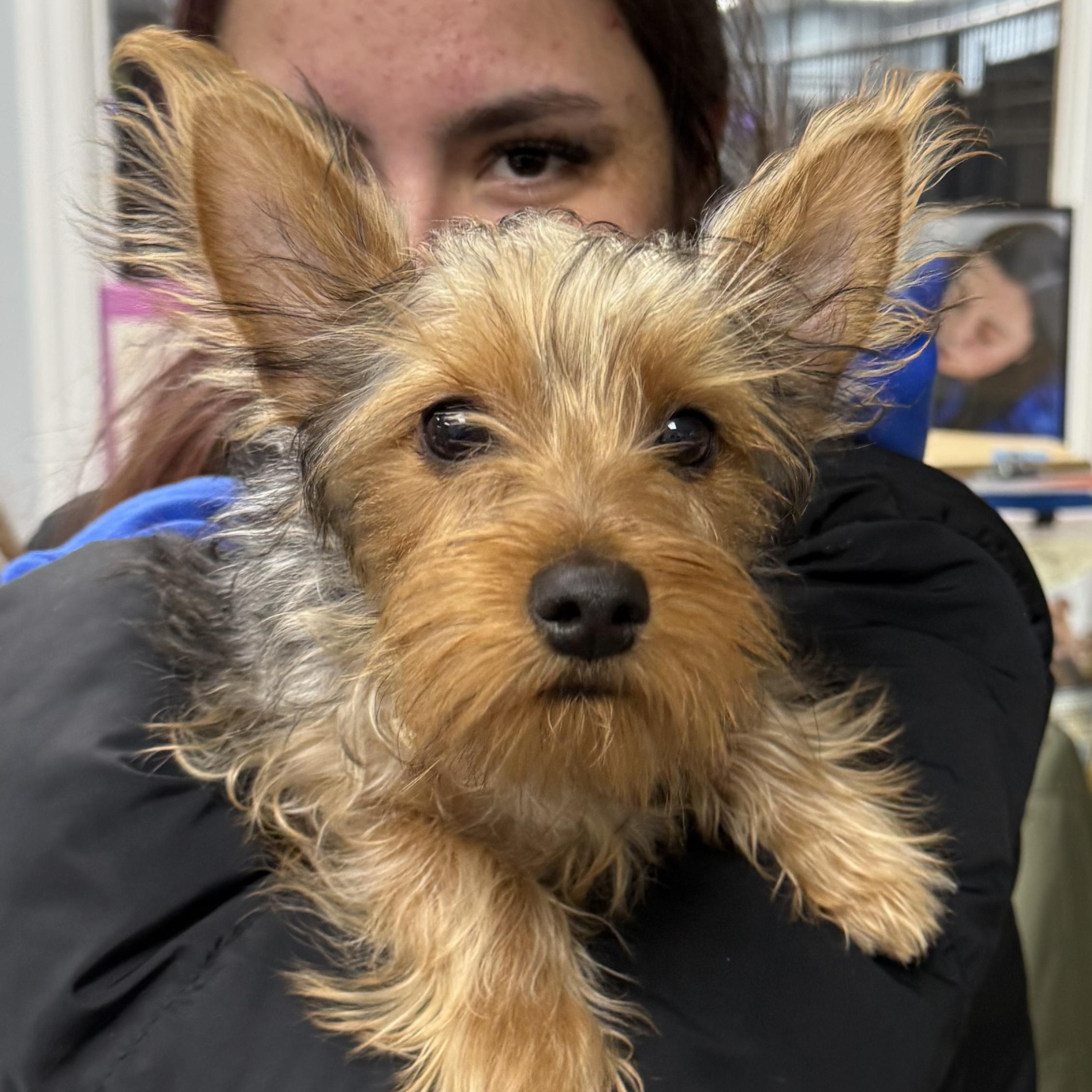 Phillip, adopted, Young Male Yorkshire Terrier.