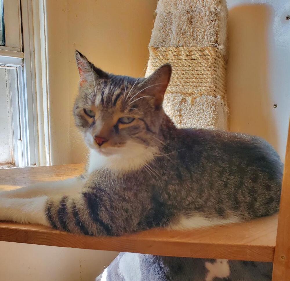 Elliot, a Adoptable American Shorthair in Skippack, PA image 1/6