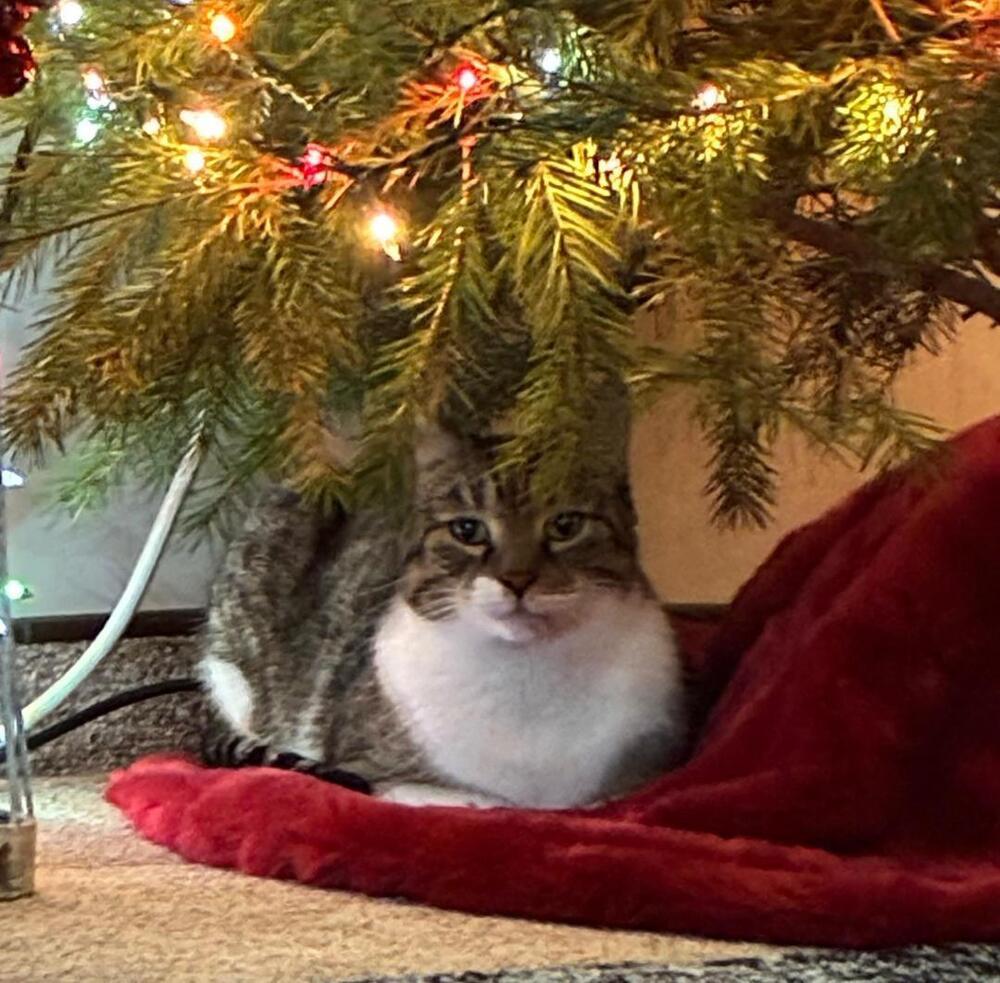 Enlarge Elliot, a Adoptable American Shorthair in Skippack, PA image 2/6