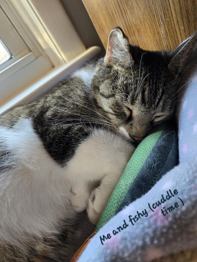 Enlarge Elliot, a Adoptable American Shorthair in Skippack, PA image 3/6