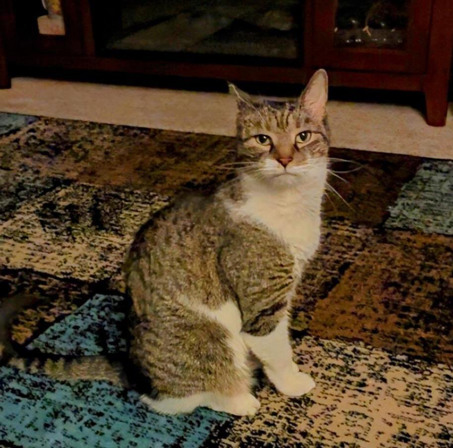 Elliot, a Adoptable American Shorthair in Skippack, PA image 2/6