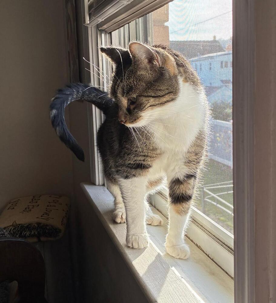 Elliot, a Adoptable American Shorthair in Skippack, PA image 3/6