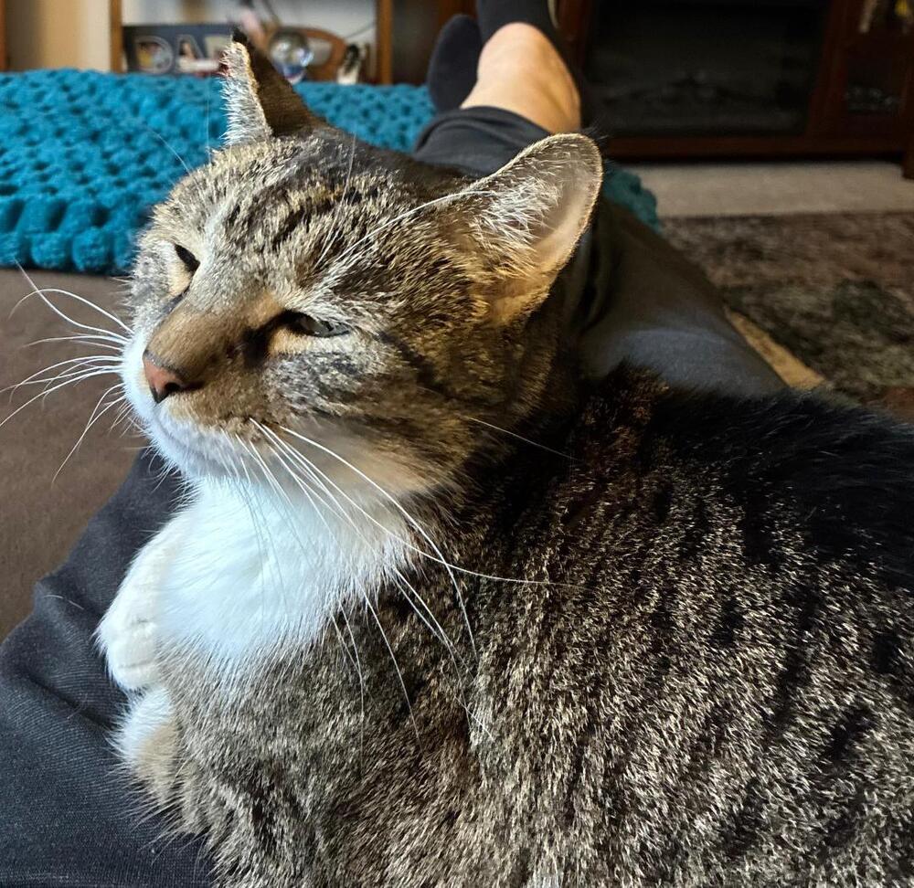 Enlarge Elliot, a Adoptable American Shorthair in Skippack, PA image 5/6