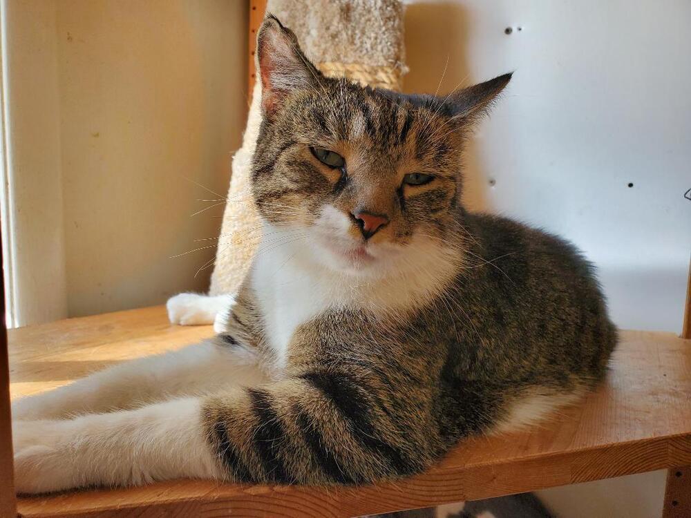 Elliot, a Adoptable American Shorthair in Skippack, PA image 4/6