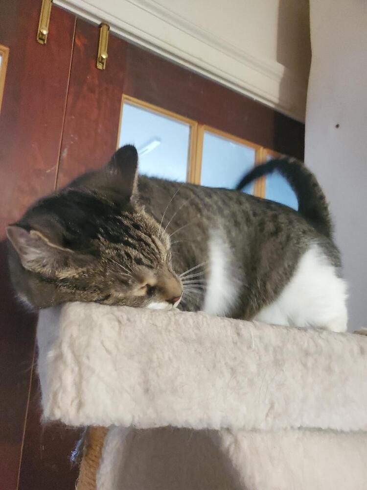 Elliot, a Adoptable American Shorthair in Skippack, PA image 5/6