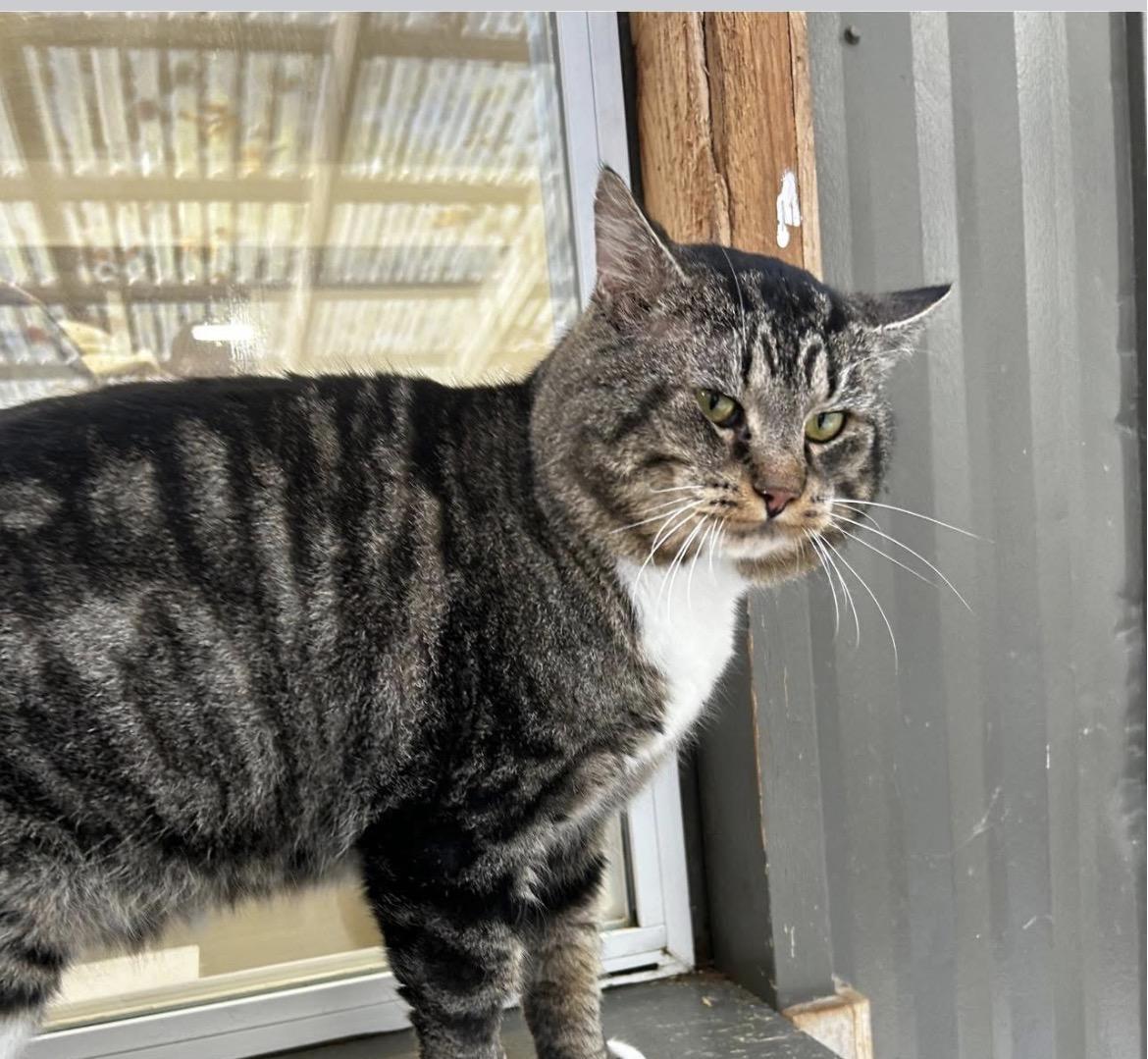 Enlarge Litmus, an adopted Tabby in Maple Ridge, BC image 3/4