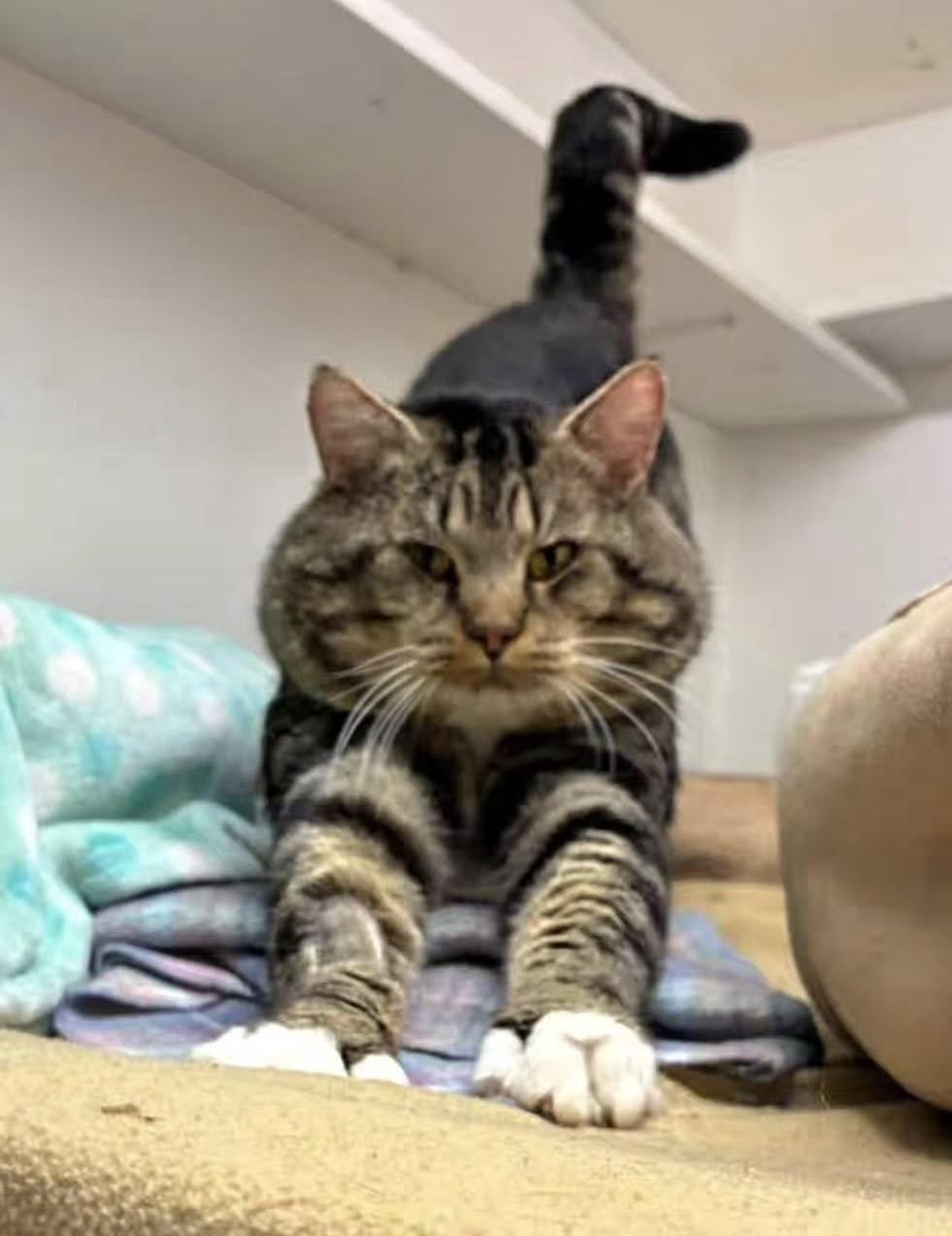 Enlarge Litmus, an adopted Tabby in Maple Ridge, BC image 4/4