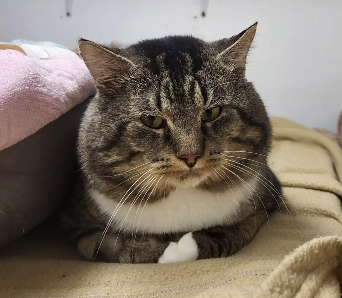 Enlarge Litmus, an adopted Tabby in Maple Ridge, BC image 2/4