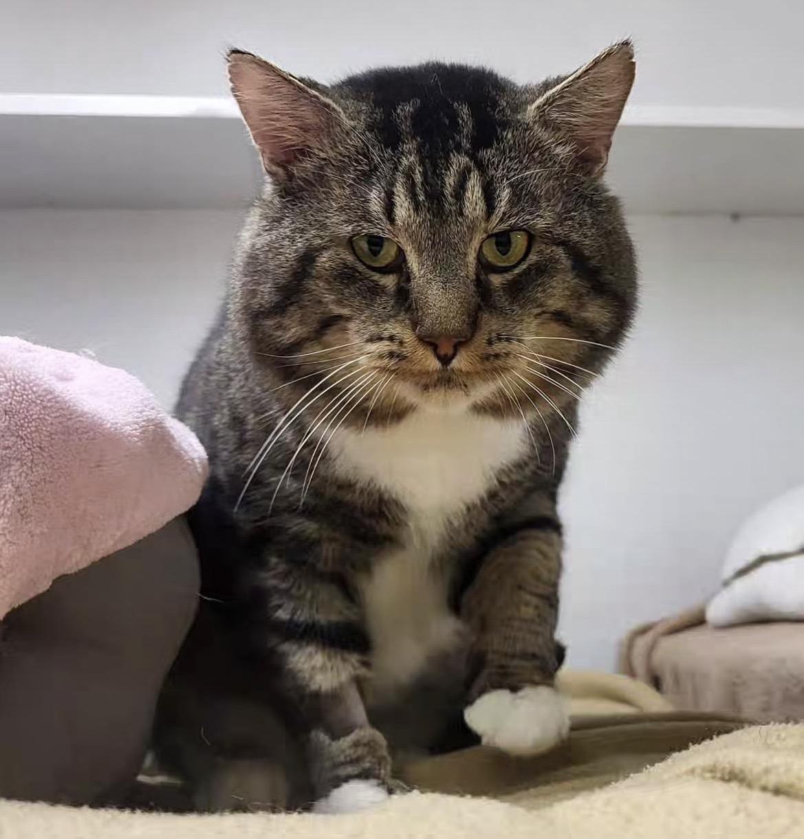 Litmus, adopted, Adult Male Tabby.