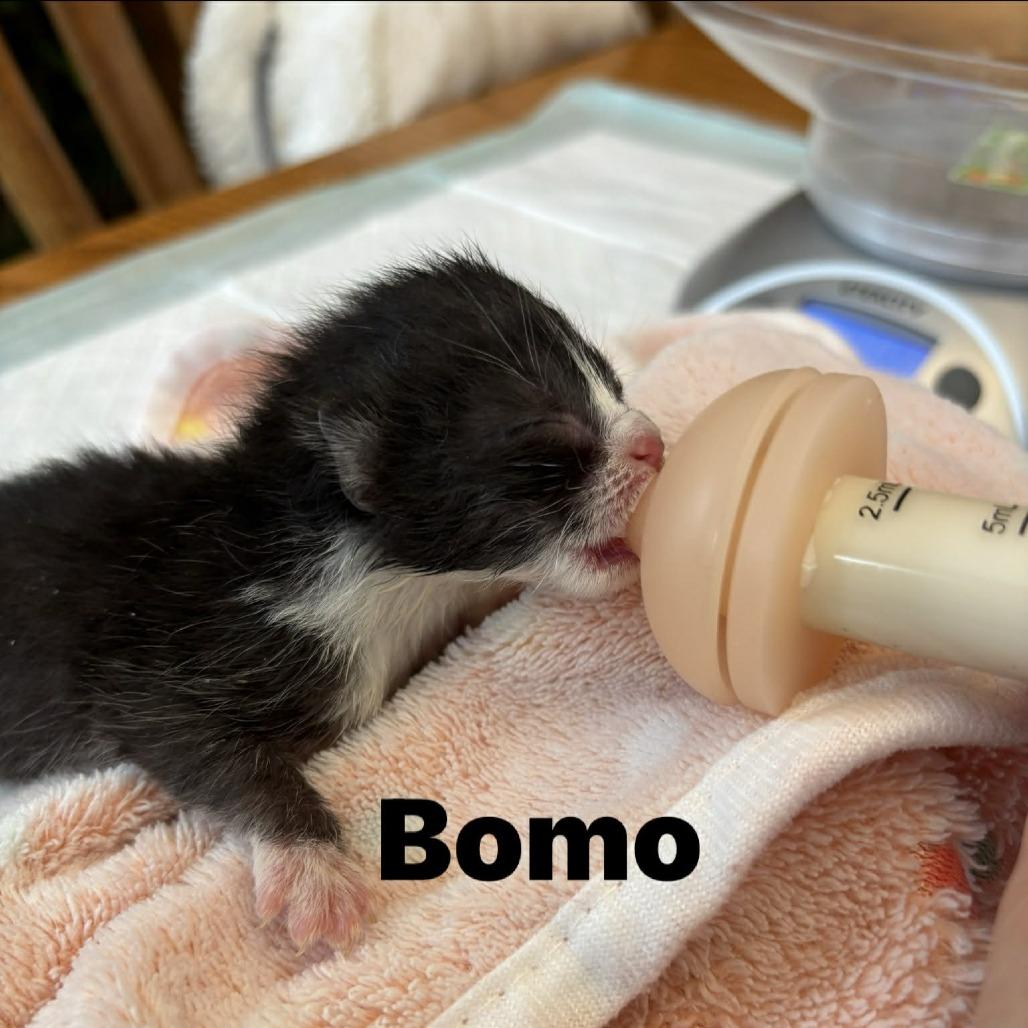 Enlarge Bomo, a Adoptable Domestic Short Hair in West Olive, MI image 2/6