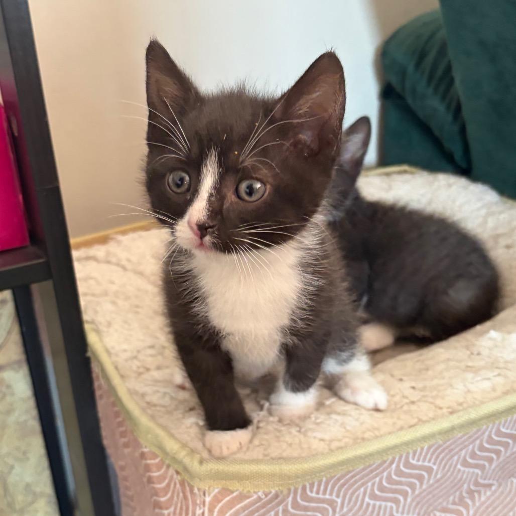 Enlarge Bomo, a Adoptable Domestic Short Hair in West Olive, MI image 4/6
