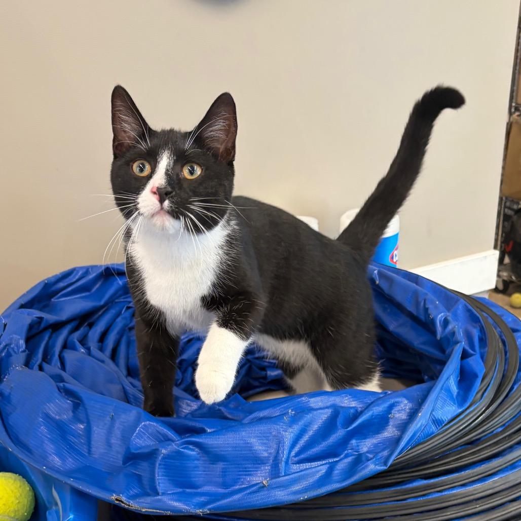 Enlarge Bomo, a Adoptable Domestic Short Hair in West Olive, MI image 5/6