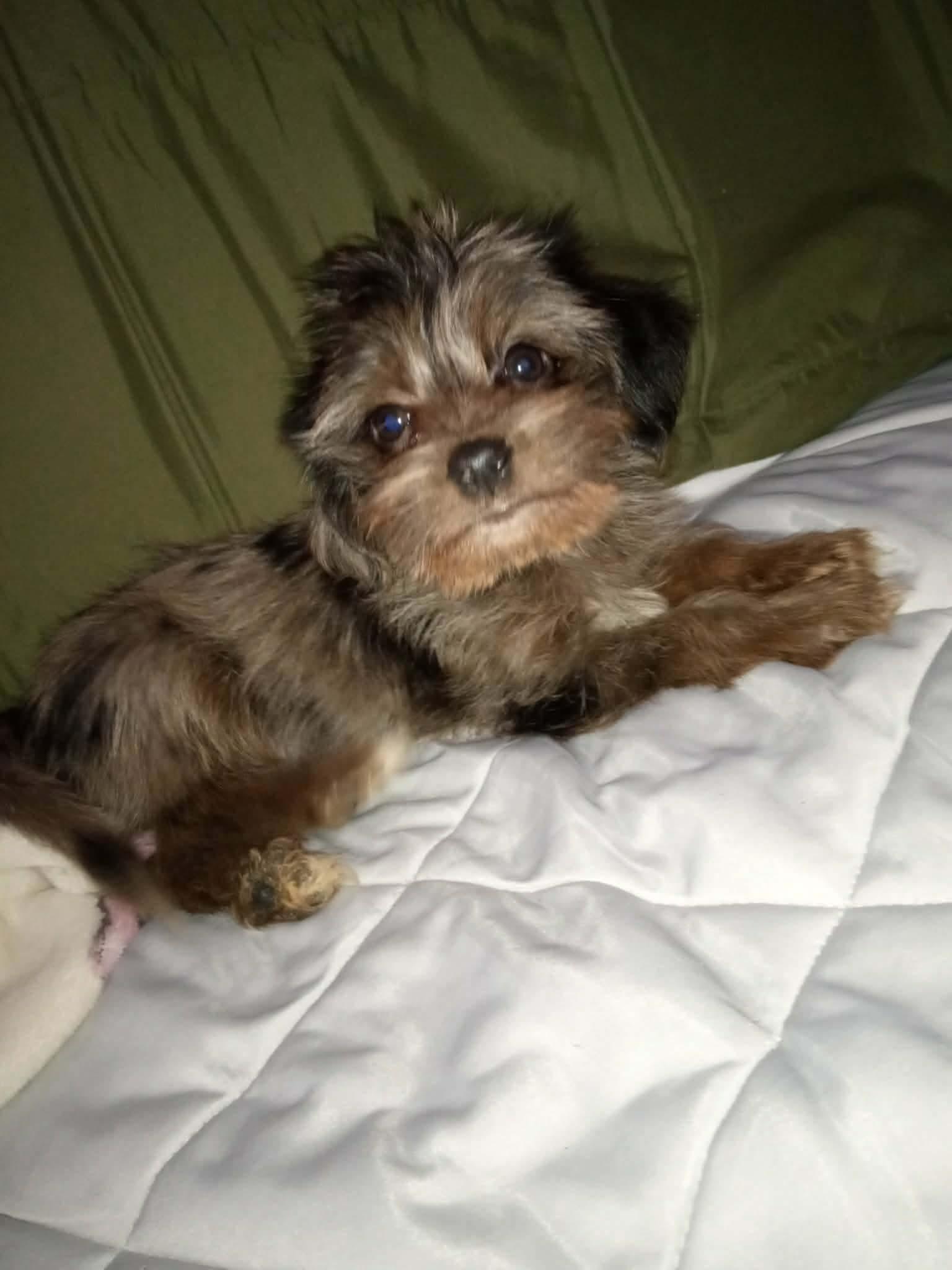 Barley, Adopted, Young Male Yorkshire Terrier.