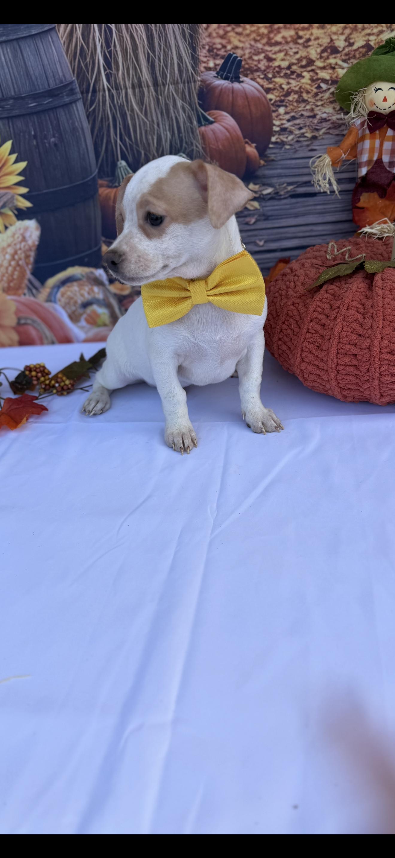 Enlarge Stripe, a Adoptable mixed breed in Cottonwood, CA image 2/6