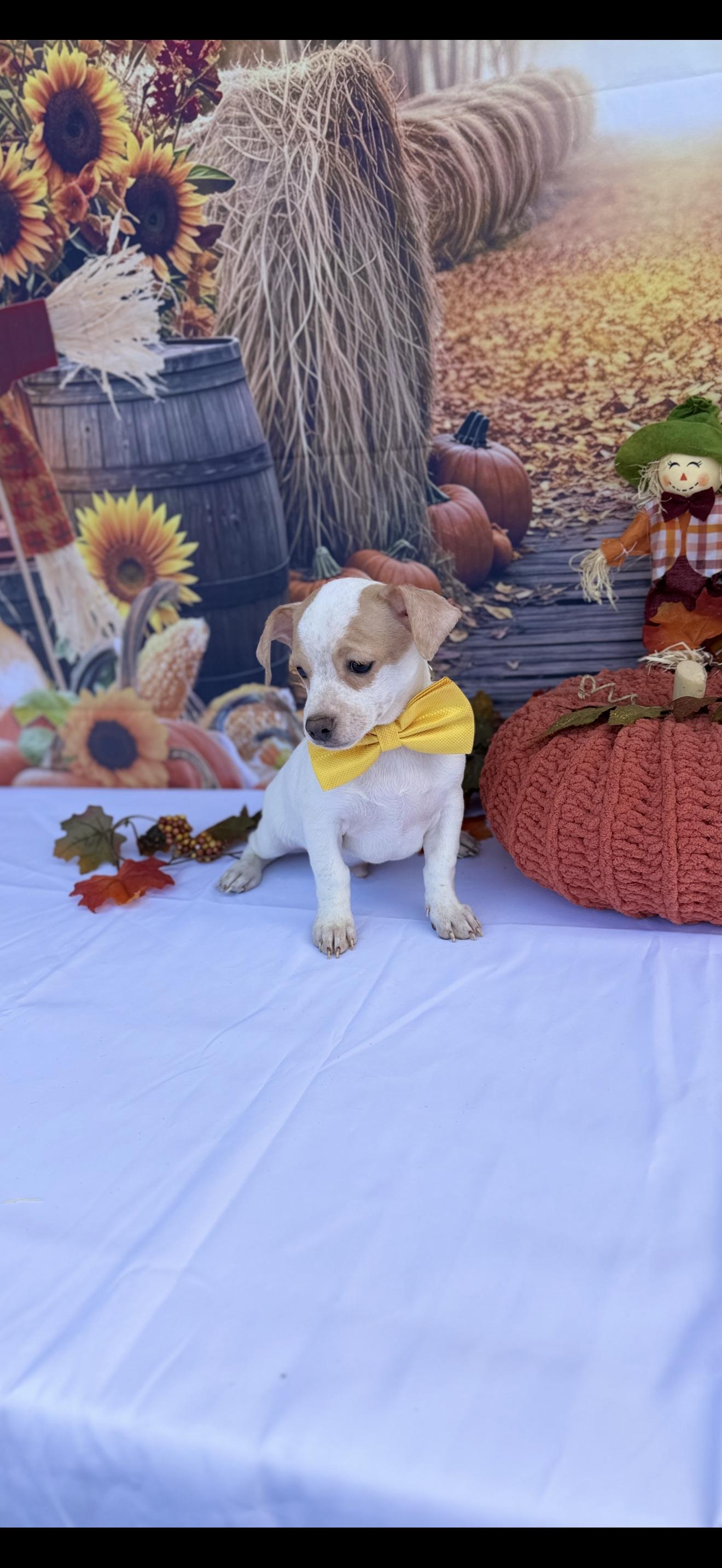 Enlarge Stripe, a Adoptable mixed breed in Cottonwood, CA image 5/6