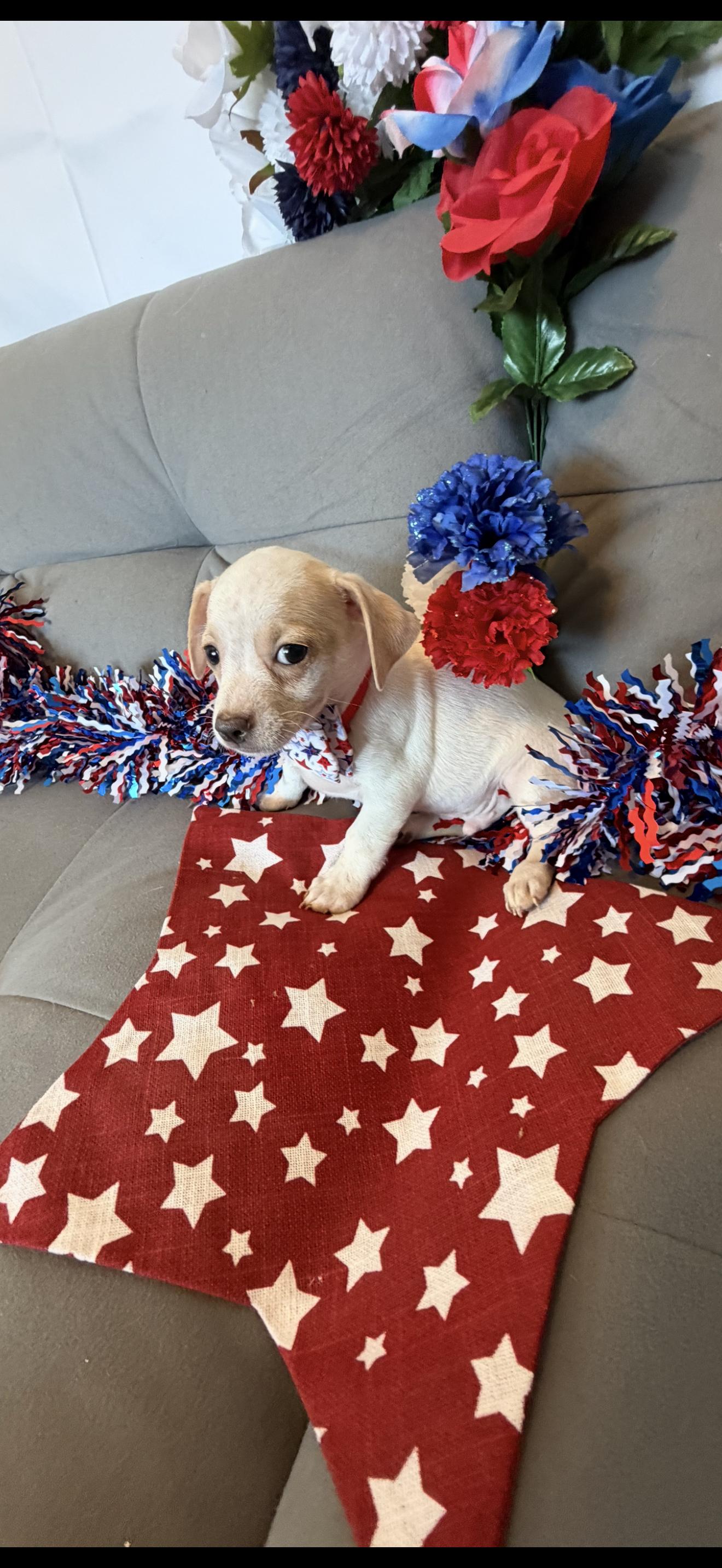 Stripe, a ADOPTABLE mixed breed in Cottonwood, CA image 4/6
