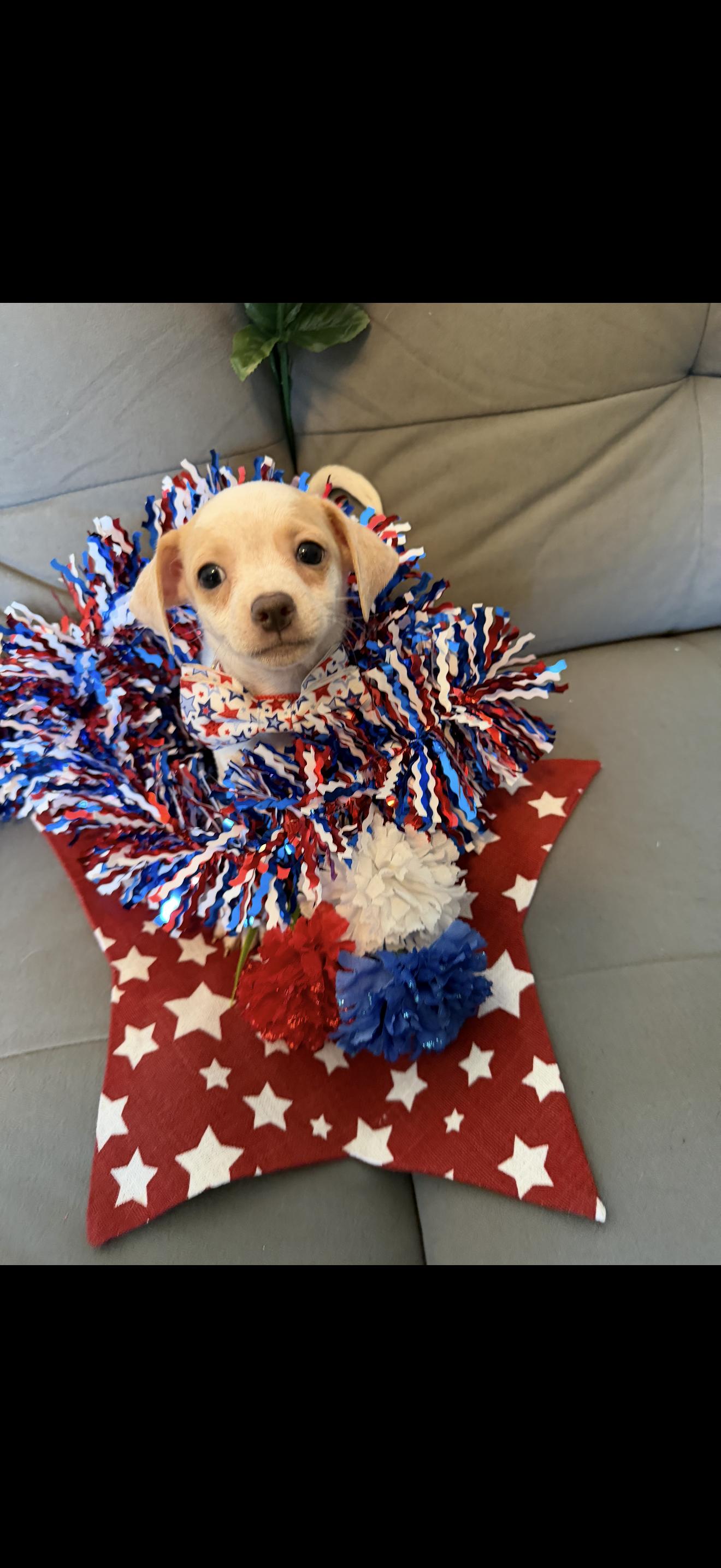 Stripe, ADOPTABLE, Puppy Male Boston Terrier & Chihuahua.