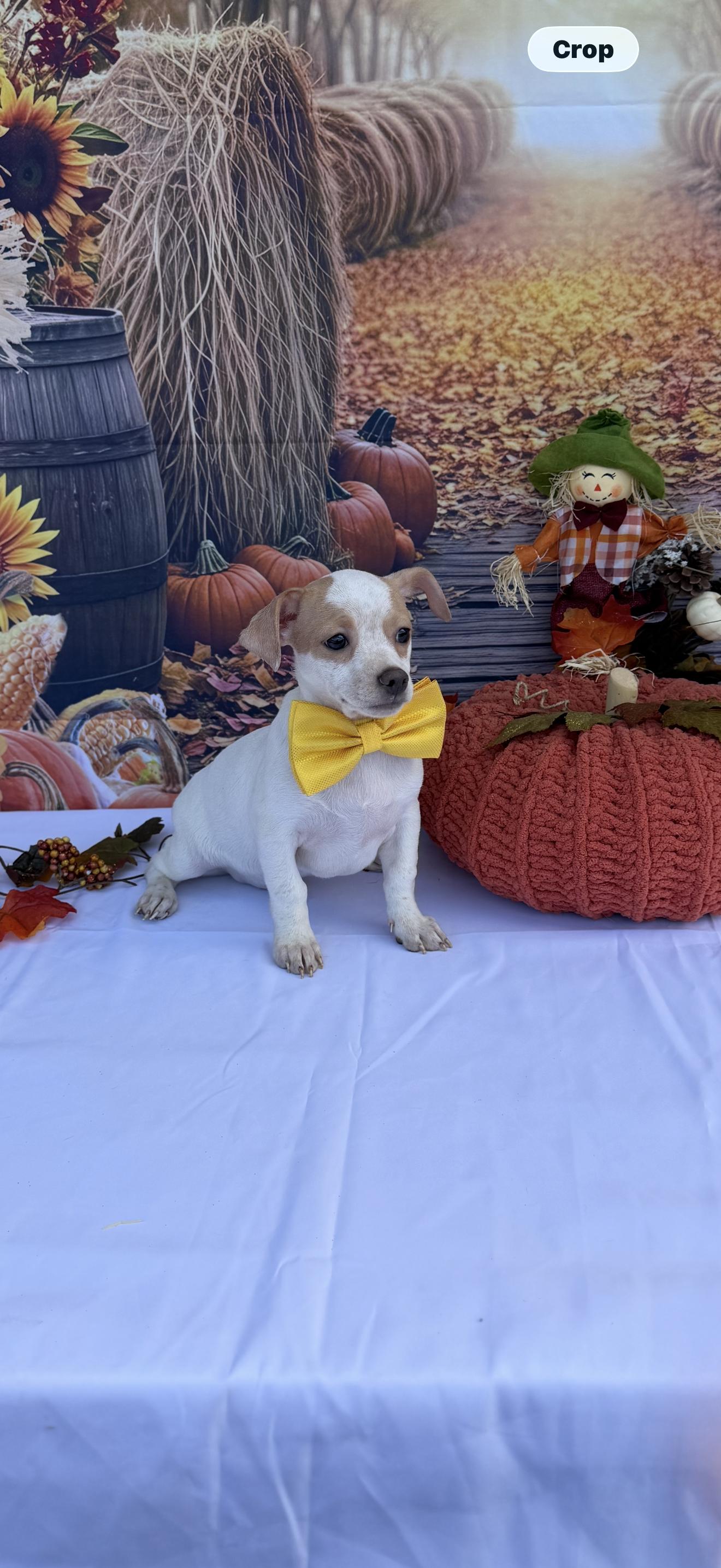 Stripe, Adoptable, Puppy Male Chihuahua & Boston Terrier.