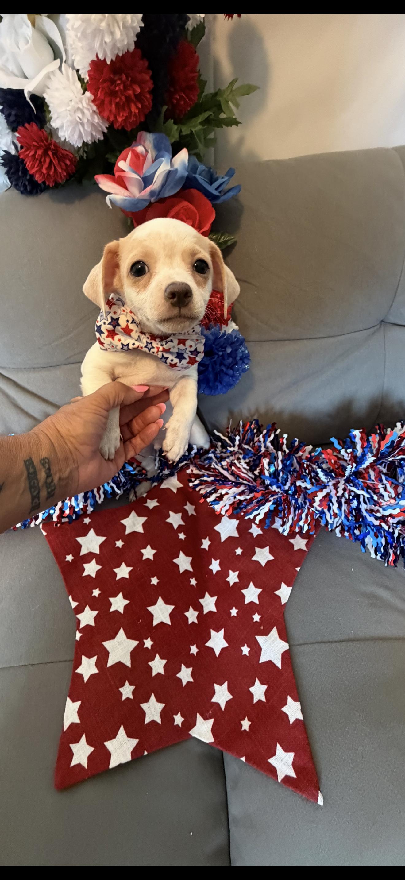 Stripe, a ADOPTABLE mixed breed in Cottonwood, CA image 6/6